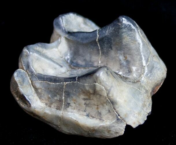 Pleistocene Fossil Tapir Molar - Florida #9961